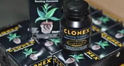 Jual Clonex Rooting Hormone 50ml