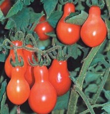 Jual benih Red Pear Tomato