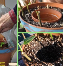 Pot in Pot Propagator