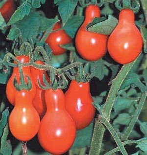 red-pear-tomato