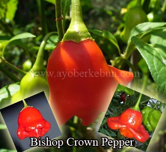 bishop-crown-pepper