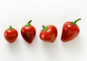 hot cherry bomb pepper