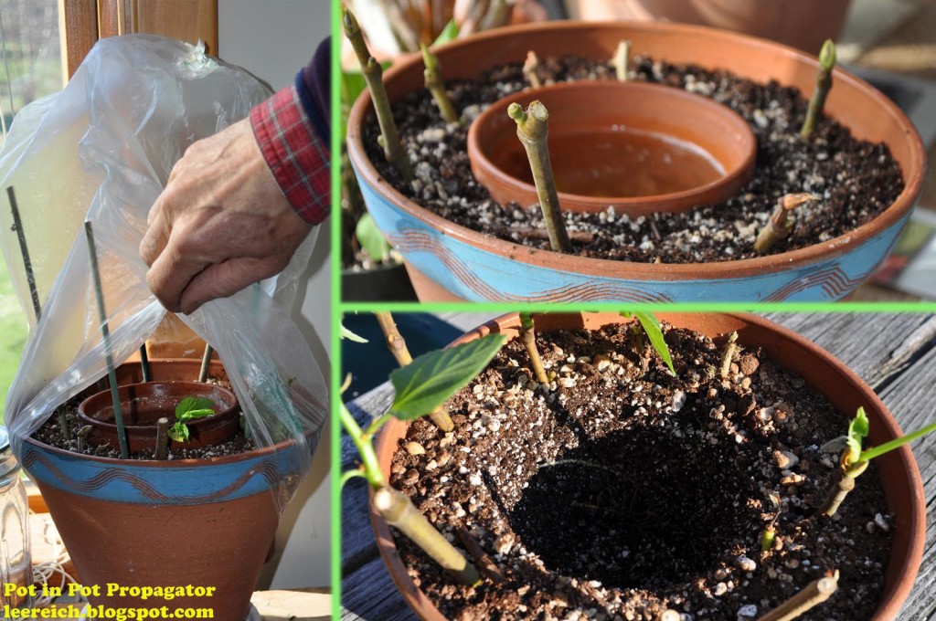 pot in pot propagator