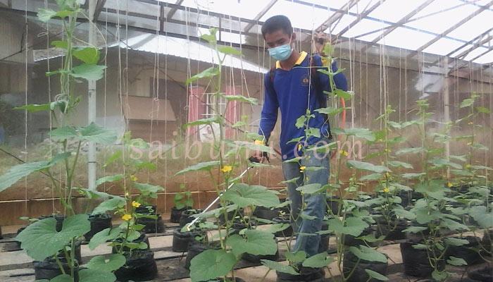 polinela lampung galakkan tanaman hidroponik ayo berkebun